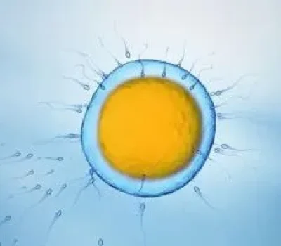 拮抗剂方案不是养卵护卵，温和促排也要看卵巢反应