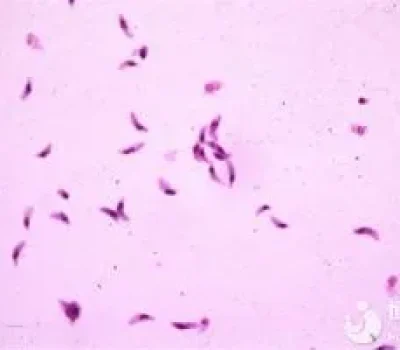 高龄夫妻做试管，别只盯着卵泡数量