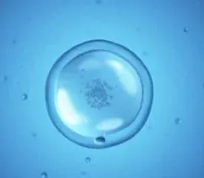 取卵不是数字竞赛，卵泡多不等于卵子多更不等于胚胎好