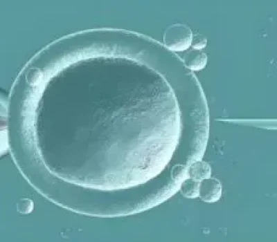 冻胚不是剩菜，解冻存活不等于移植成功