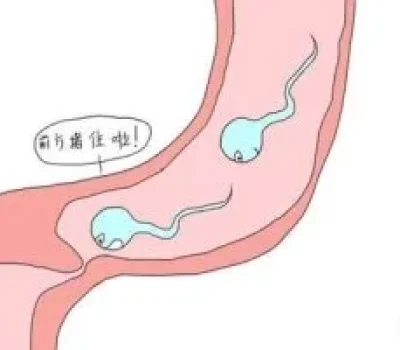 没在卫生巾上看到卵子，不等于没排卵，食补也不能直接养卵